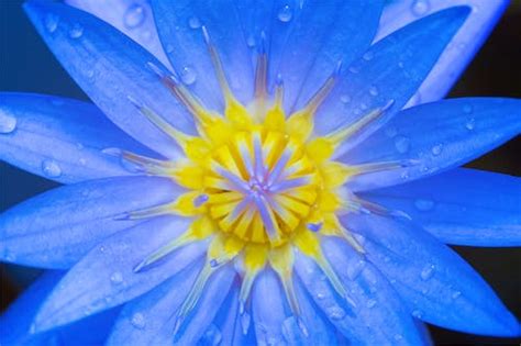 Blue Flower Photos Download The Best Free Blue Flower Stock Photos