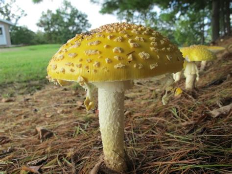 Amanita muscaria is characterized by a brightly colored cap with whitish warts, white gills, membranous ring, and volva consisting of a series of scaly concentric rings above the basal bulb. Julie Zickefoose on Blogspot: Are You Seeing Amanitas?
