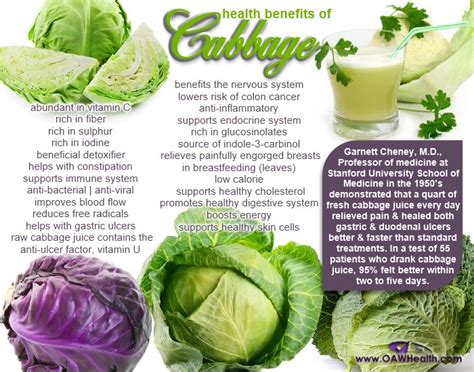 What Are The Nutritional Benefits Of Cabbage Runners High Nutrition