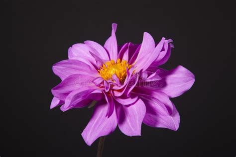 Mauve Dahlia Flower Stock Photo Image Of Nature Colour 32617814