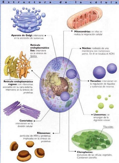 Resultado De Imagen Para Orgánulos Celulares Biología Avanzada