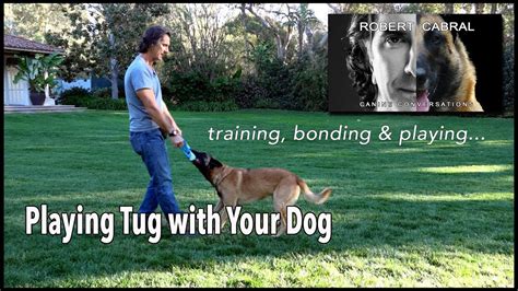 The Power Of Playing Tug With Your Dog Robert Cabral Dog