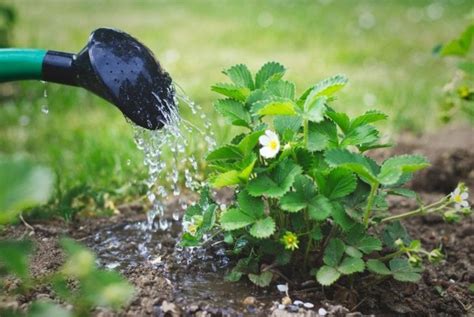How Much Water Do Strawberries Need And Whats The Best Watering