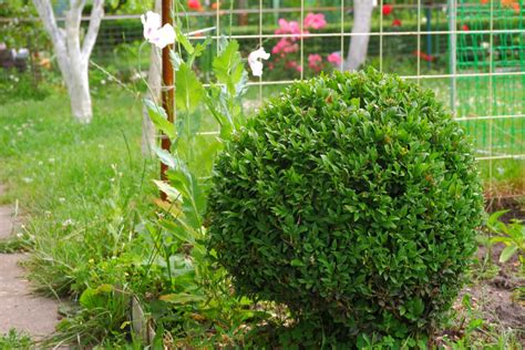 How To Revive A Dying Boxwood Shrub — Bustling Nest
