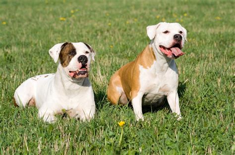 This breed of dog can be broken down into three different types: American Bulldog Breed Information and Pictures - PetGuide