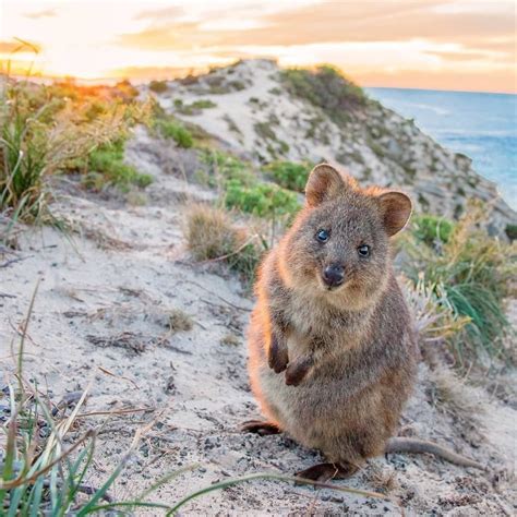 Australias Most Endangered Animals List Animals World