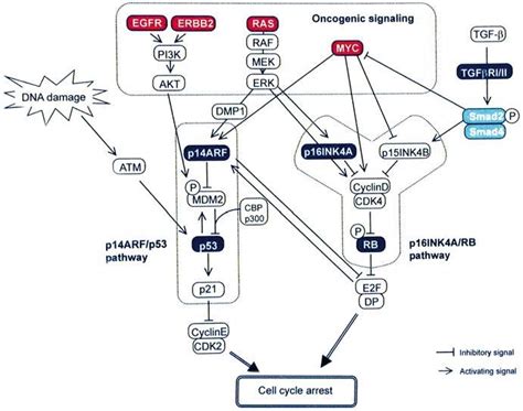 1 Alterations In The P14 Arf P53 And P16 Ink4a Rb Pathways In Lung