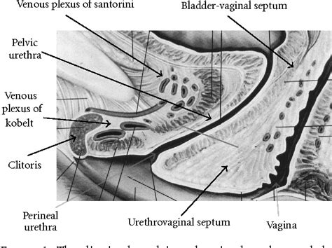 Figure From Anatomy Of The Clitoris Revision And Clarifications
