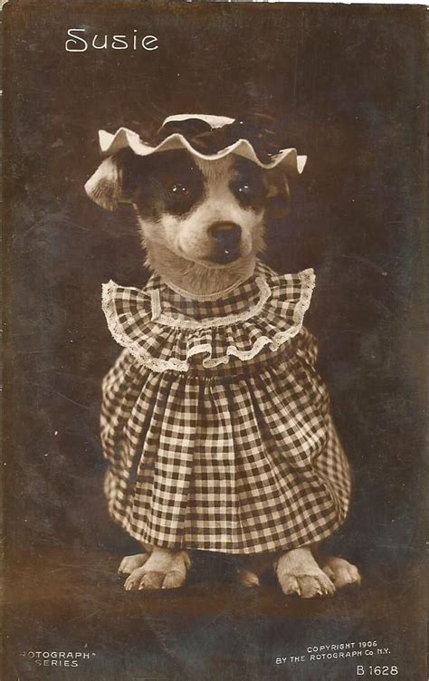 Vintage Dog Postcards And Ephemera Vintage Dog Vintage Postcards