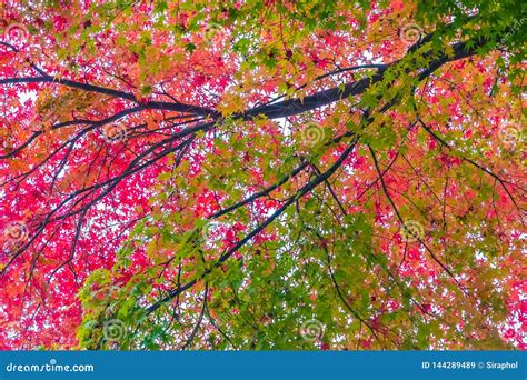 Beautiful Red And Green Maple Leaf On Tree Stock Image Image Of