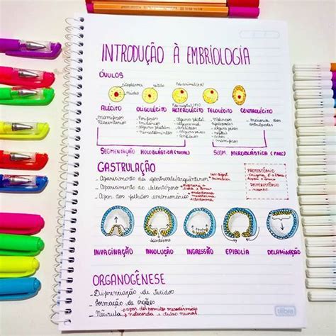 Mapa Conceitual De Embriologia E Histologia Ferra