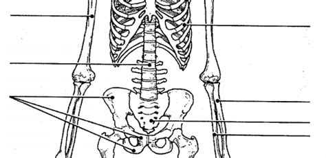 Biology Ii Skeletal System 2 Diagram Quizlet