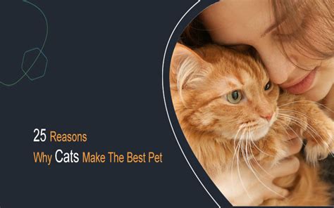 25 Reasons Why Cats Make The Best Pet Bookmypainting