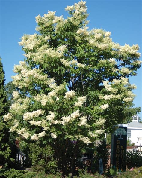 Ivory Silk Japanese Tree Lilac Johnsons Nursery Kb