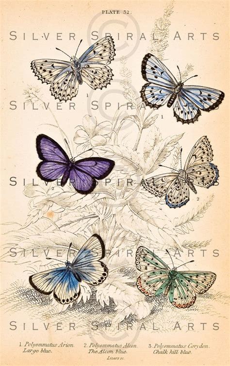 Vintage Butterfly Printable Digital Download Antique Etsy In 2020