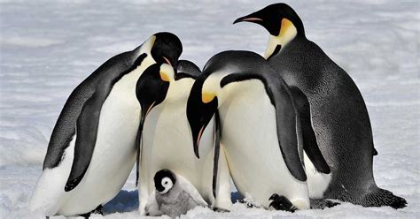 Second Largest Emperor Penguin Colony In Antarctica Is