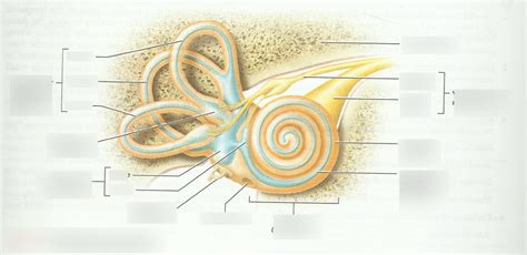 Membranous Labyrinth Ear Diagram Quizlet
