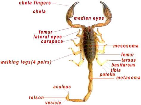 general morphology of scorpion download scientific diagram
