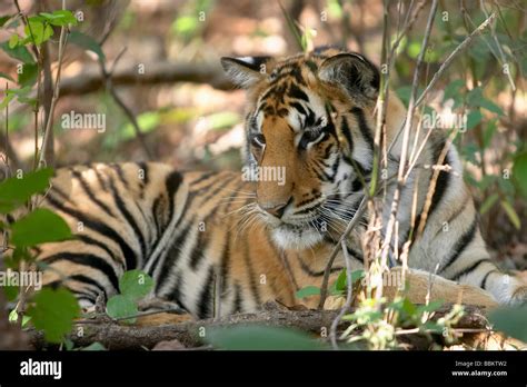 tiger panthera tigris kanha national park and tiger reserve madhya pradesh india sitting in