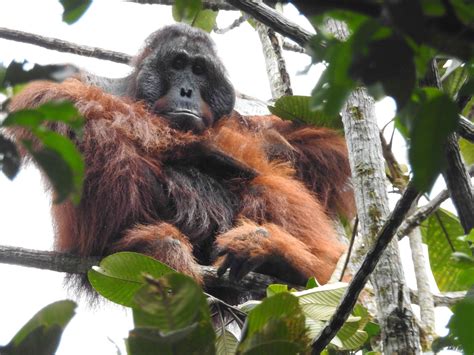 The Katingan Mentaya Project Protects Indonesian Peatland Forests