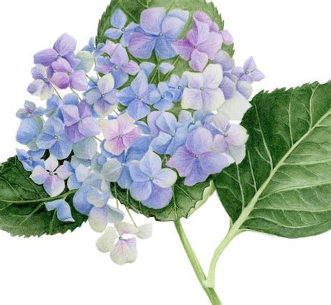 Blue Hydrangea Art Print Botanical Illustration Watercolor Etsy
