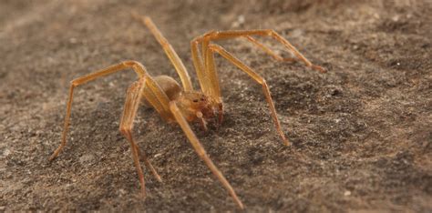 How To Tell If A Spider Is Not A Brown Recluse Spiderbytes Brown