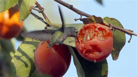 What Do Hummingbirds Eat [their 5 Favourite Foods ] Birdwatching Buzz