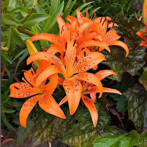 Asiatic Tiger Lillies Another All Time Fave With Images