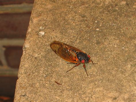 Many_cicadas_2004_hi.ogv ‎(ogg multiplexed audio/video file, theora/vorbis, length 48 s, 720 × 480 pixels, 6.08 mbps overall). Adult Cicada | The 2004 emergence of Brood X of the 17 ...