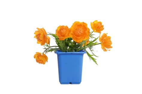 Orange Flowers In A Flower Pot Stock Image Image Of Growing Nature