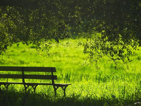 Free Images Landscape Tree Nature Forest Bench Field Lawn