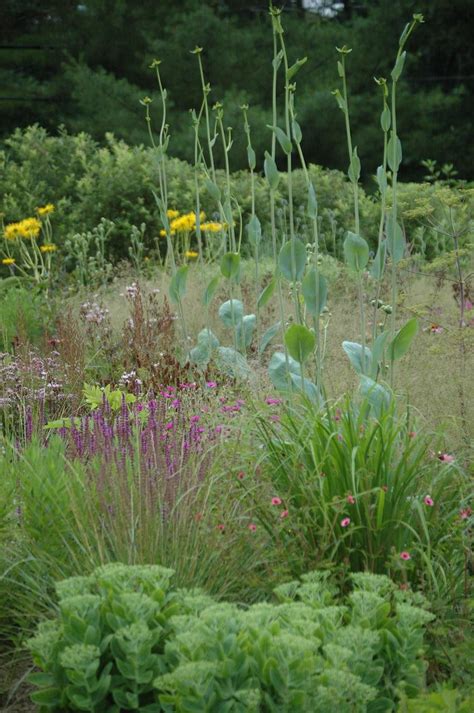 Perennial Meadow Maine Garden Design