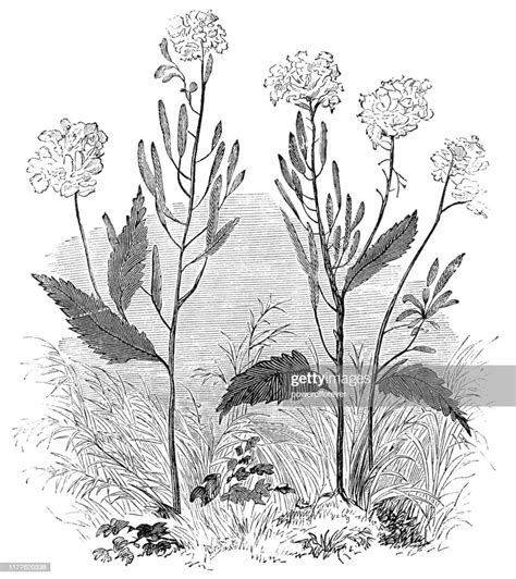 Black Mustard Plant 19th Century High Res Vector Graphic Getty Images