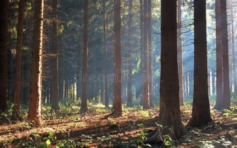 Autumn Pine Forest Stock Photo Image Of Natural Outdoors 6552218