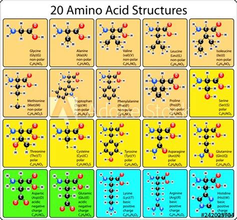 Pin On Amino Acids Groups Of Acids