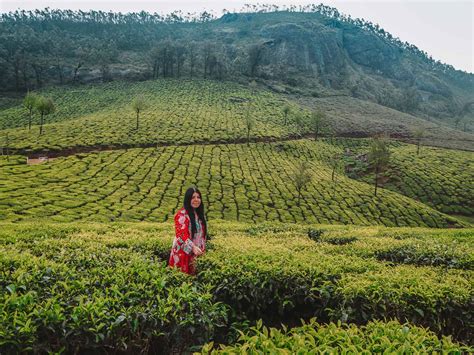 Tea Plantations In Munnar 9 Essential Tips To Know Before You Visit