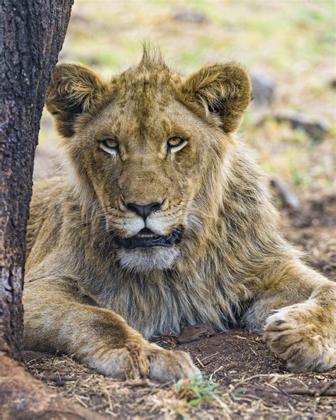 One Year Old Male Lion Looking At Me This Is Umilio A Cut Flickr