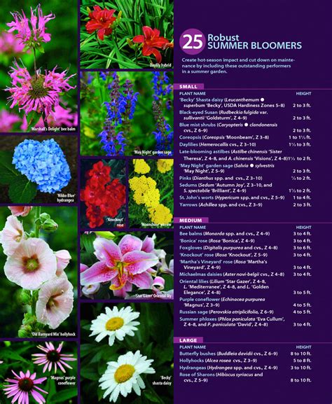 Each season lasts for three months. 25 Robust Summer Bloomers - FineGardening