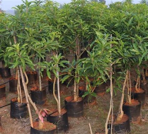full sun exposure green alphonso mango plant for gardening at rs 20 plant in dhing