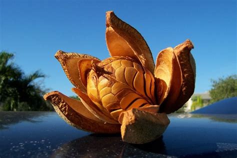 Identifying information is not allowed the fruit of most female trees is an inedible seed pod of some sort. Mahogany Seed Pod | Seed pods, Garden pods, Planting seeds