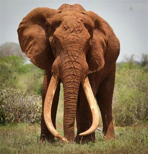 Pin By Terri Mcmanus On Elephants Only Elephant Bull Elephant