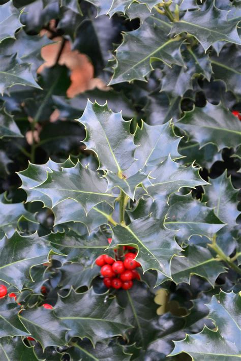 Free Photo Christmas Holly Aquifolium Shrub Leaves Free Download Jooinn