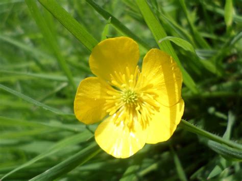 A yellow buttercup flower is beautiful. Free Images : meadow, prairie, flower, produce, botany ...