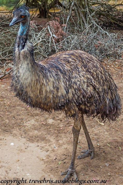 Australias Flightless Bird The Emu The Emu Is The Second Largest