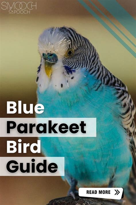 A Blue Parakeet Bird Sitting On Top Of A Tree Branch With The Words