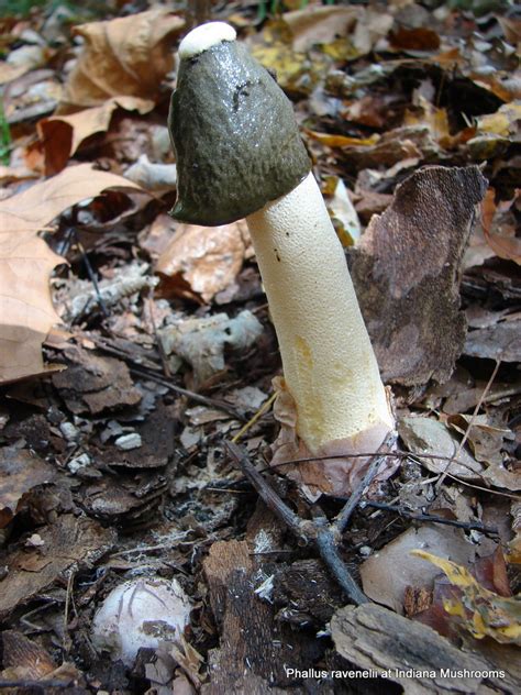 Phallus Ravenelii At Indiana Mushrooms