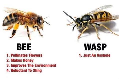 Bee Vs Wasp Memes Quotes Clever Quotes Silly Jokes
