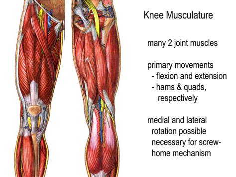 Ppt Knee Joint Powerpoint Presentation Free Download Id143519
