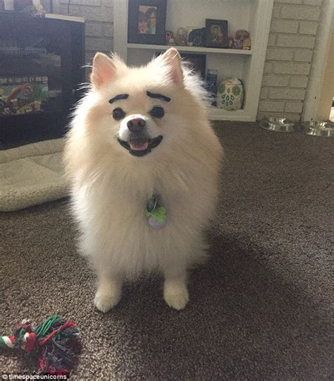 20 Hilarious Photos Of Dogs With Eyebrows That Will Make You Howl With