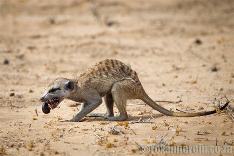 Meerkat Antics In The Kalahari Roxanne Reid Africa Addict
